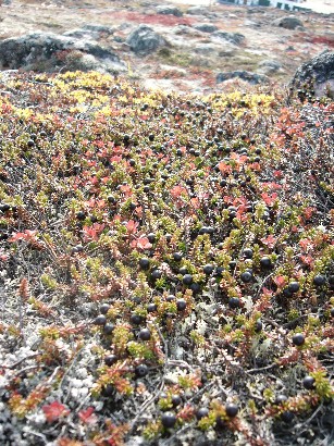 a whole mess of blackberries