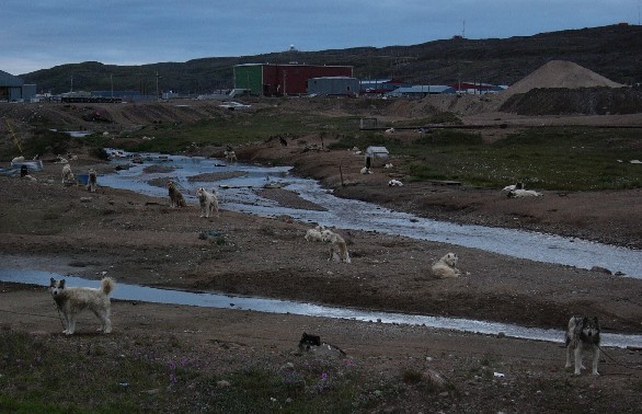 sled dogs by airport