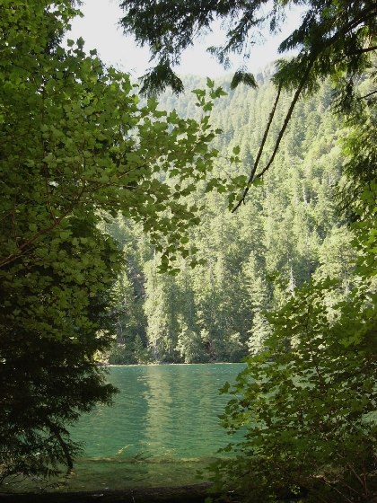 photo from my fave spot in cathedral grove