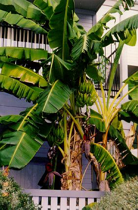 Banana 'tree' on Senatorhung's Patio